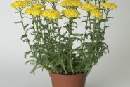 Achillea millefolium Desert Eve Yellow