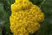 Achillea millefolium Desert Eve Yellow