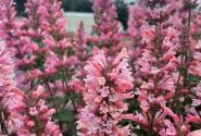 Agastache aurantiace Pink Pearl