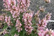 Agastache aurantiace Pink Pearl