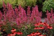 Agastache aurantiace Morello