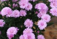 Aster novi-belgii  Mystery Lady Debra
