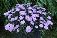 Aster novi-belgii  Mystery Lady Debra