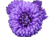 Aster novi-belgii Mystery Lady Eva
