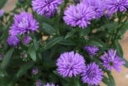 Aster novi-belgii Mystery Lady Eva