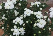Aster novi-belgii Mystery Lady Jessica