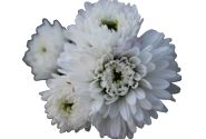 Aster novi-belgii Mystery Lady Jessica