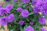 Aster novi-belgii Mystery Lady Nicole