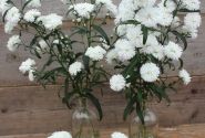 Aster novi-belgii Mystery Lady Ashley