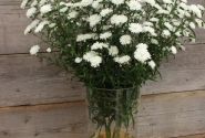Aster novi-belgii Mystery Lady Ashley