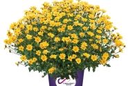 Bidens ferulifolia Golden Empire
