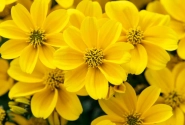 Bidens ferulifolia Golden Empire