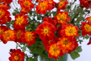 Bidens ferulifolia Blazing Ring of Fire