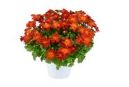 Bidens ferulifolia Blazing Ring of Fire