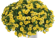 Calibrachoa hybrida Colibri Yellow Canary (12cm)