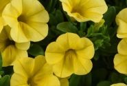 Calibrachoa hybrida Colibri Yellow Canary (12cm)