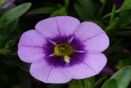 Calibrachoa hybrida Colibri Spark Purple