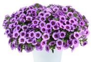 Calibrachoa hybrida Colibri Spark Purple