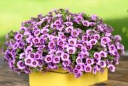 Calibrachoa hybrida Colibri Spark Purple