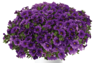 Calibrachoa hybrida Lia Blue (12 cm)