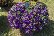 Calibrachoa hybrida Lia Blue (12 cm)