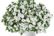 Calibrachoa hybrida Lia Glaze (12 cm)