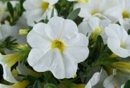 Calibrachoa hybrida Lia Glaze (12 cm)