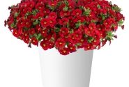 Calibrachoa hybrida Lia Chili Pepper