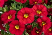 Calibrachoa hybrida Lia Chili Pepper
