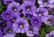 Calibrachoa hybrida Lia Sky Blue
