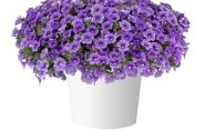 Calibrachoa hybrida Lia Sky Blue