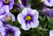 Calibrachoa hybrida Eyeconic Purple
