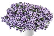 Calibrachoa hybrida Eyeconic Purple