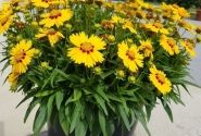 Coreopsis grandiflora Solanna Bright Touch