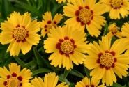 Coreopsis grandiflora Solanna Bright Touch