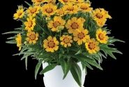 Coreopsis grandiflora Solanna Bright Touch