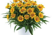 Coreopsis grandiflora Solanna Bright Touch