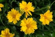 Coreopsis grandiflora Solanna Sunshine