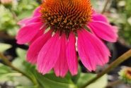 Echinacea purpurea Panama Rose