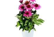 Echinacea purpurea Panama Rose