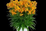 Erysimum hybrida Sunstrong Orange