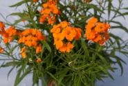 Erysimum hybrida Sunstrong Orange
