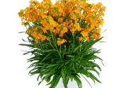 Erysimum hybrida Sunstrong Orange