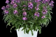 Erysimum hybrida Sunstrong Violet