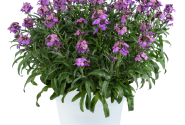 Erysimum hybrida Sunstrong Violet
