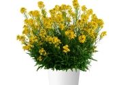 Erysimum hybrida Sunstrong Yellow