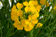 Erysimum hybrida Sunstrong Yellow