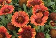 Gaillardia aristata Gusto Paprika