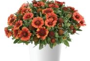 Gaillardia aristata Gusto Paprika