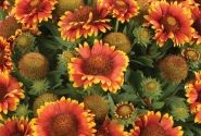 Gaillardia aristata Gusto Sweet Chili